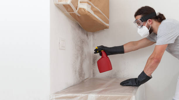 Basement Mold Remediation treatment on basement walls in Ault